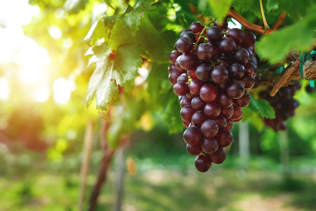 Ripe Grapes Hung on Vineyards of Grape Trees